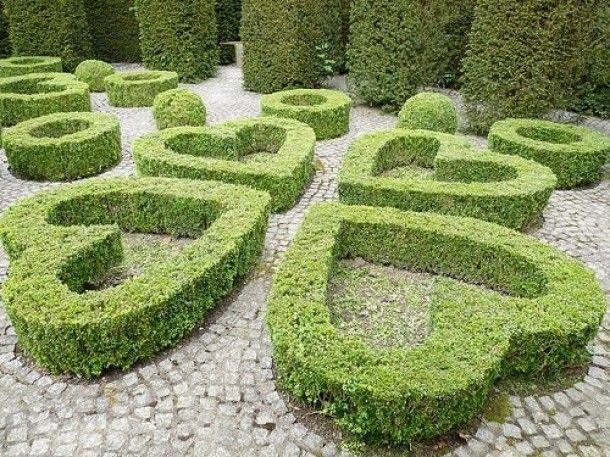 Buxus hedges in heart shape