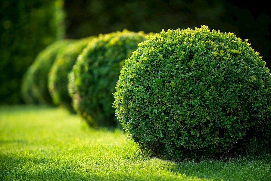 row of Buxus bulbs on the edge of a lawn