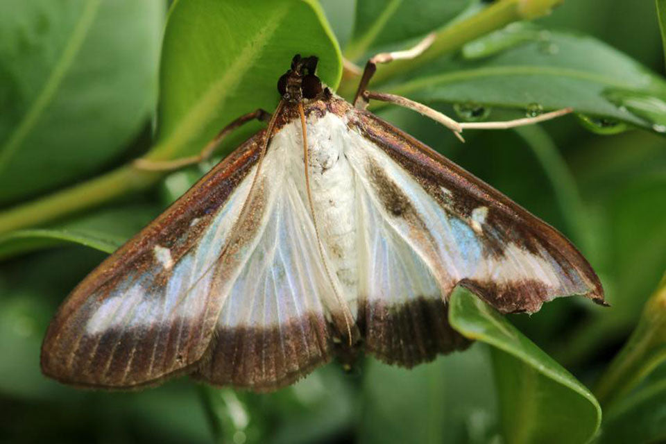 Boxwood moth on Boxwood plant