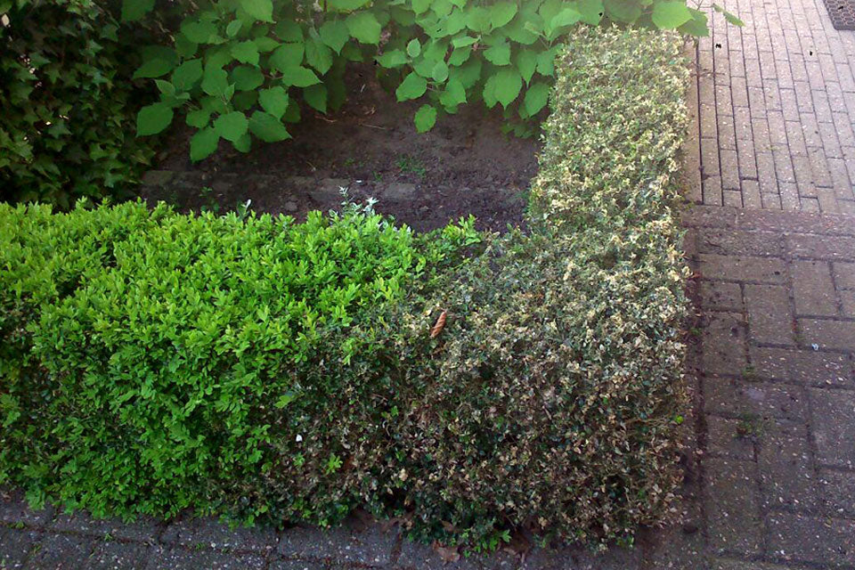 Boxwood hedge on one side still green and on the other side completely eaten bare by Boxwood Caterpillar