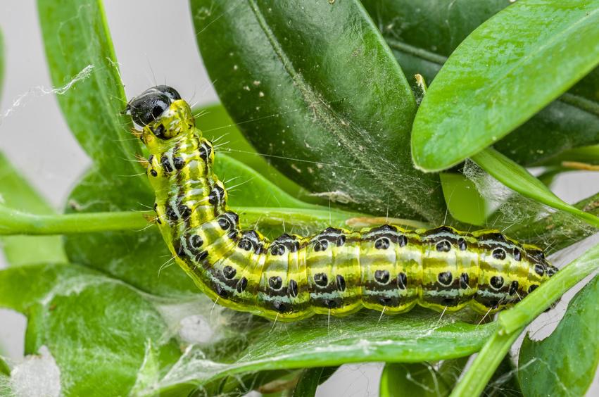 Boxwood Caterpillar on a Buxus plant