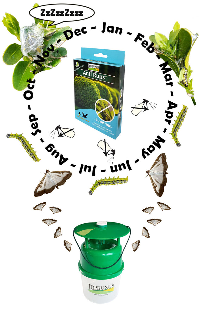 Cyclus Boxwood Caterpillarand Buxus moth trap with TOPBUXUS Anti Rups