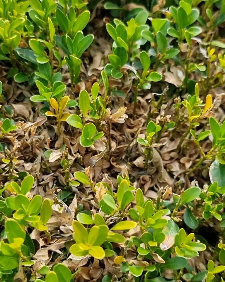First Aid For Boxwood Problems first-aid-for-boxwood-problems