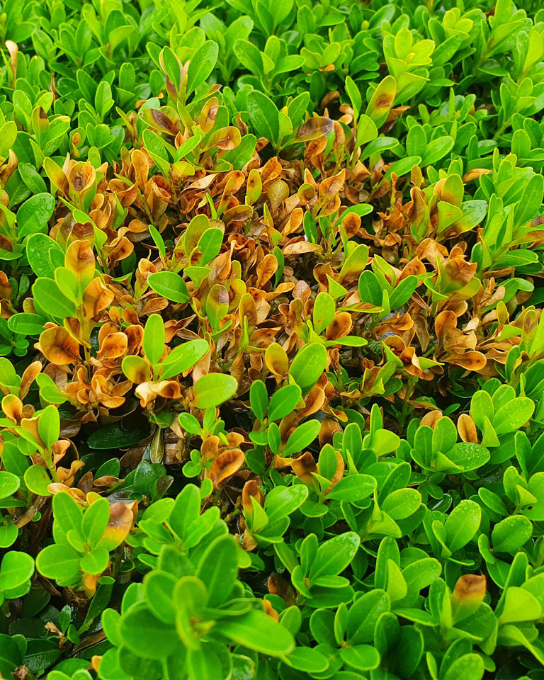Beginning Box Blight infection - Boxwood leaves with orange/brown spots