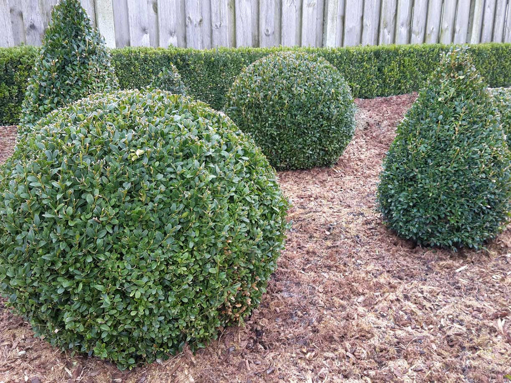 tightly pruned Buxus shapes