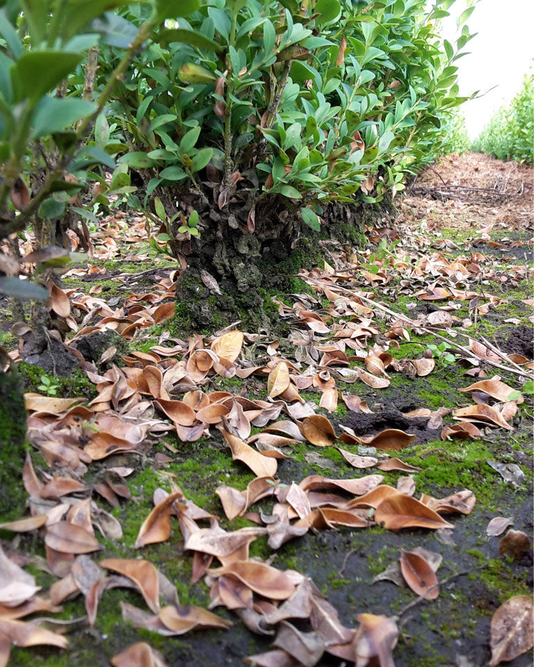 Withered leaves on the ground caused by Boxwood Blight
