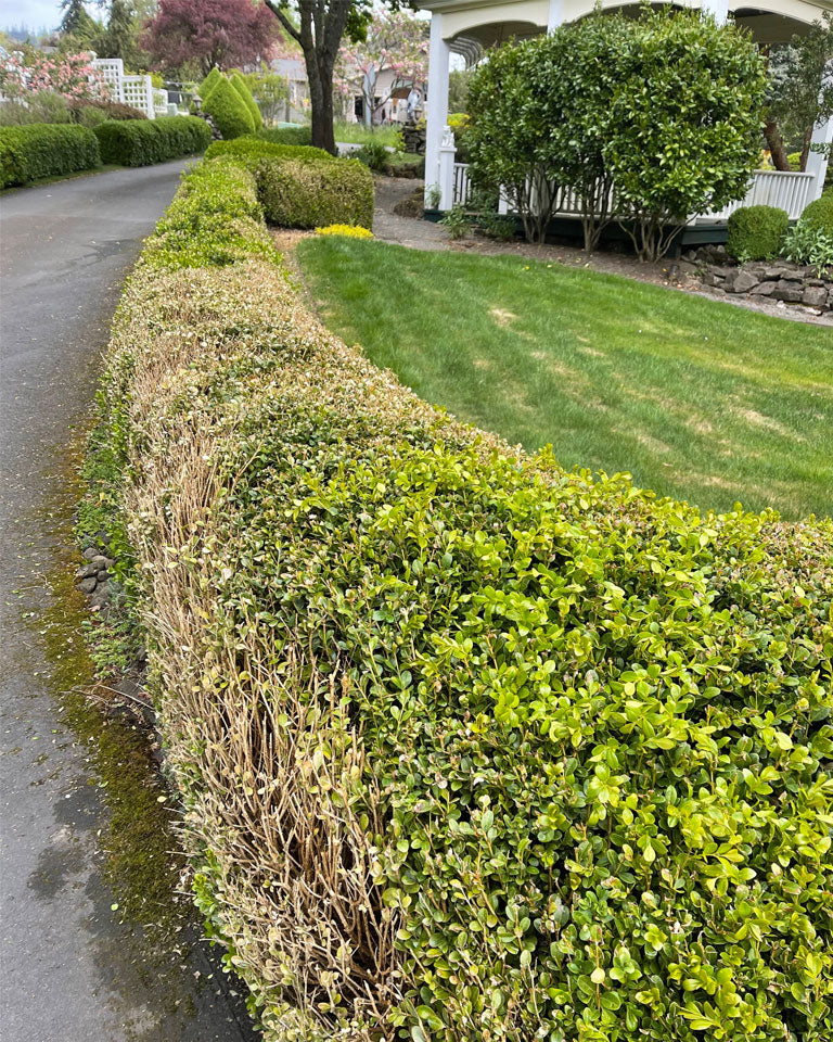 Boxwood hedge with a bald spot in the middle caused by an untreated Box blight attack