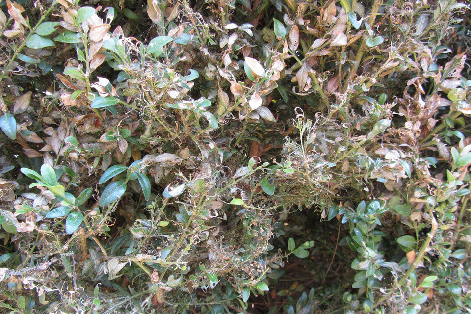 Boxwood damaged by Boxwood Caterpillar- gnawed Boxwood with cocoons and caterpillar droppings