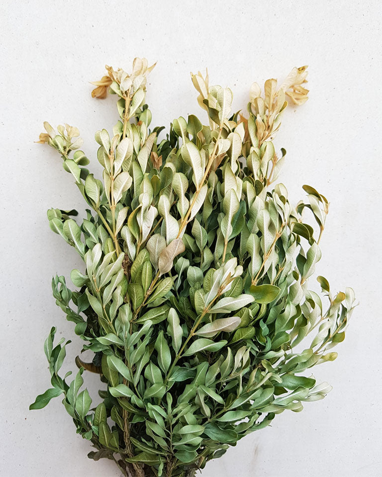 dried-out boxwood plant