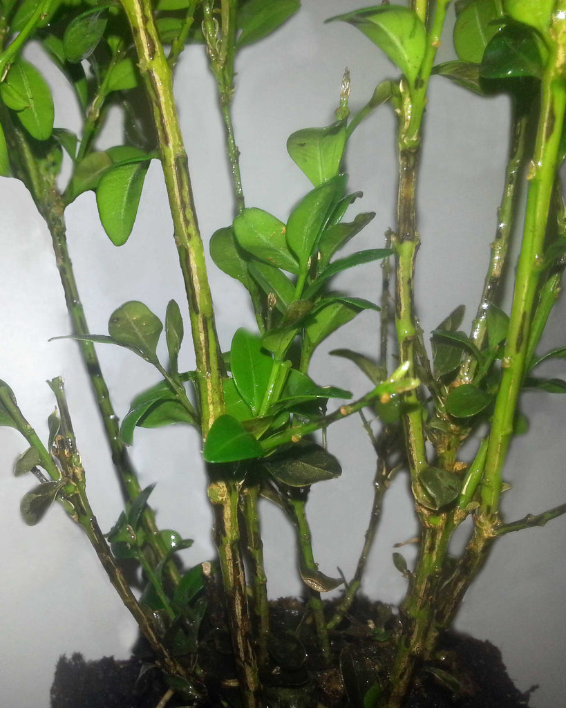Black stripes on Buxus branches affected by Boxwood Blight